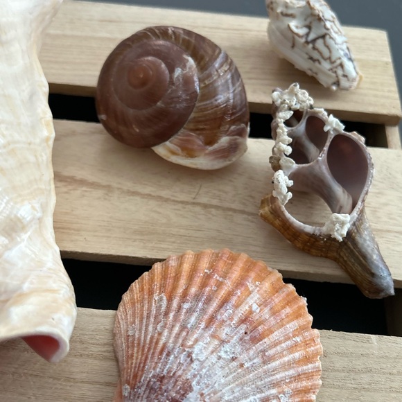 Seashells - Picture 3 of 9